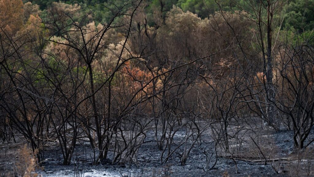 Paisaje quemado de bosque después de incendio forestal con vegetación carbonizada y tierra cubierta de ceniza.
